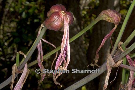 amaryllis belladonna 2 graphic